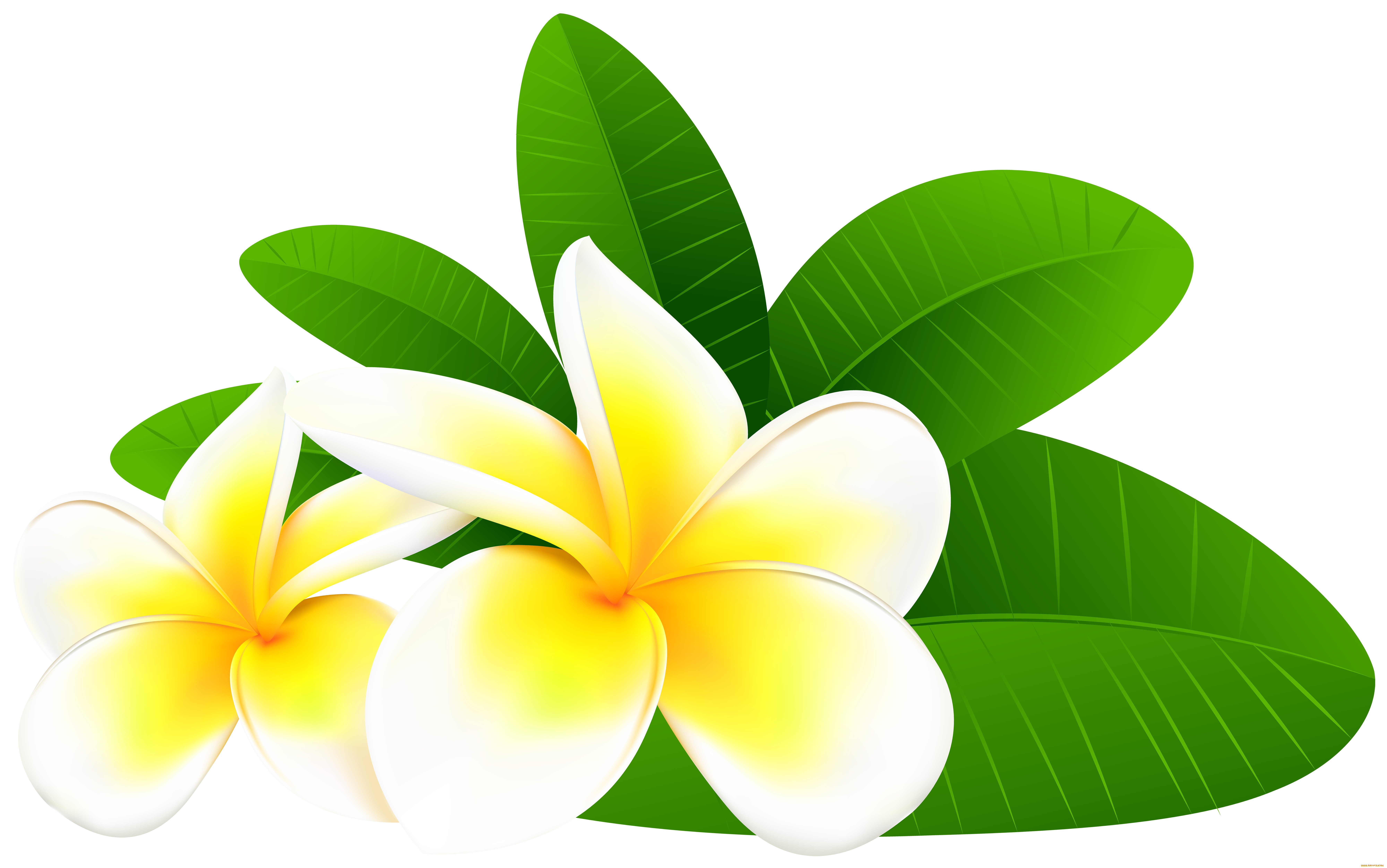  ,  , flowers, , , 